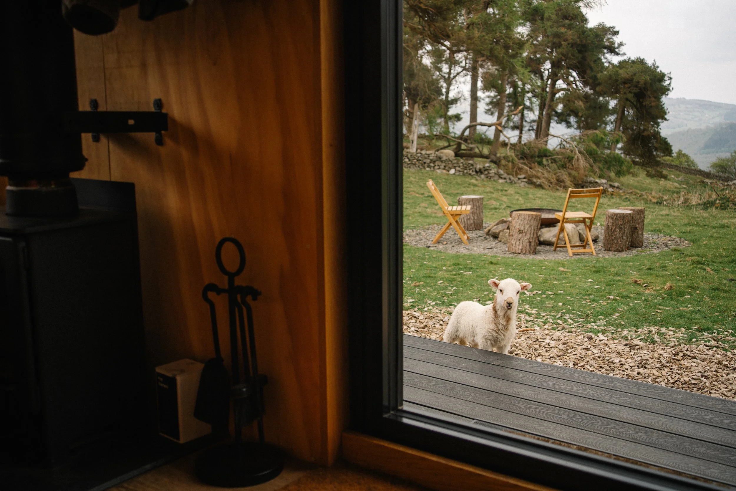 View of a goat outside a window with wooden chairs and logs in the background.
