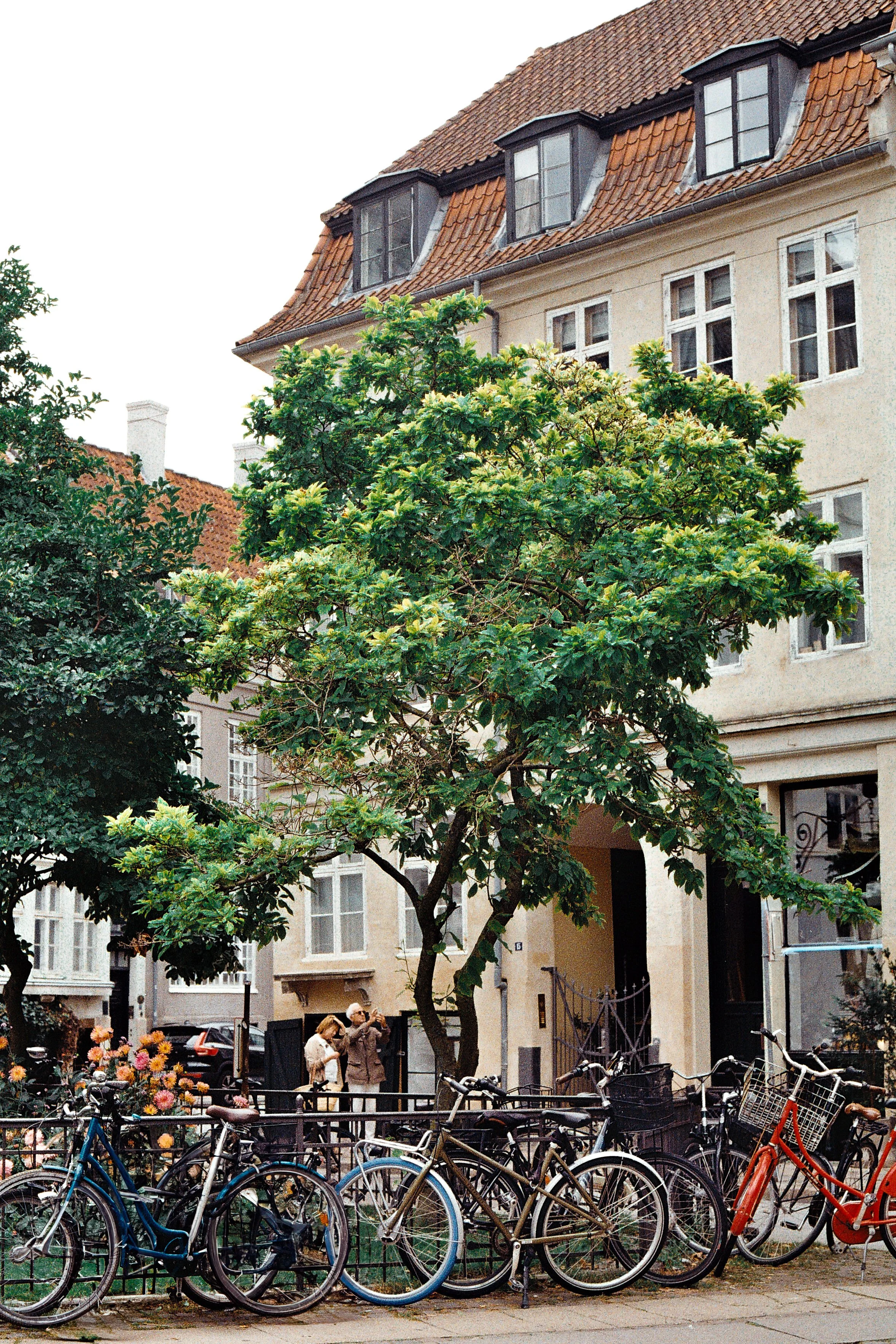 Street scene with bicycles parked in front of a row of brownstone townhouses, a large green tree, and people walking and talking.