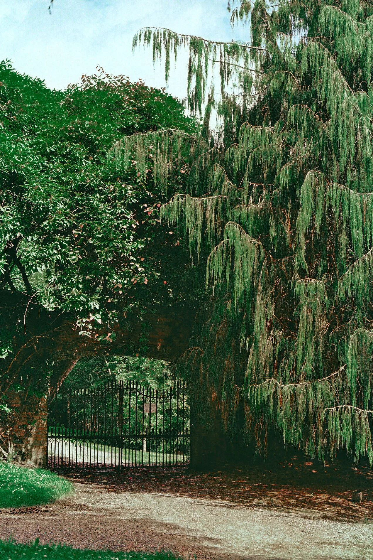 A black metal gate with pointed tips at the top, surrounded by lush green trees and foliage, with a winding dirt path leading through the gate into a garden or park area.
