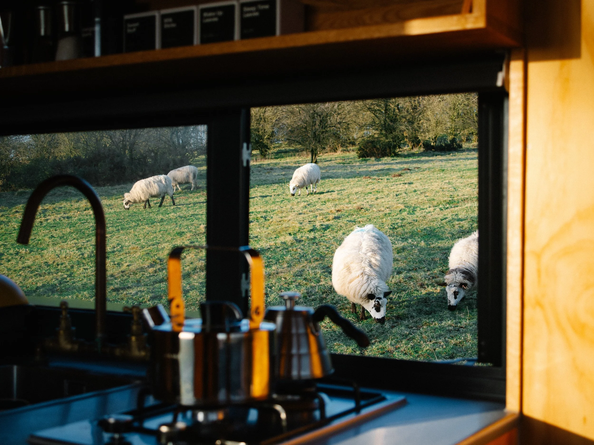 Sheep grazing outside a kitchen window, which is viewed from inside the house near a stove and sink.