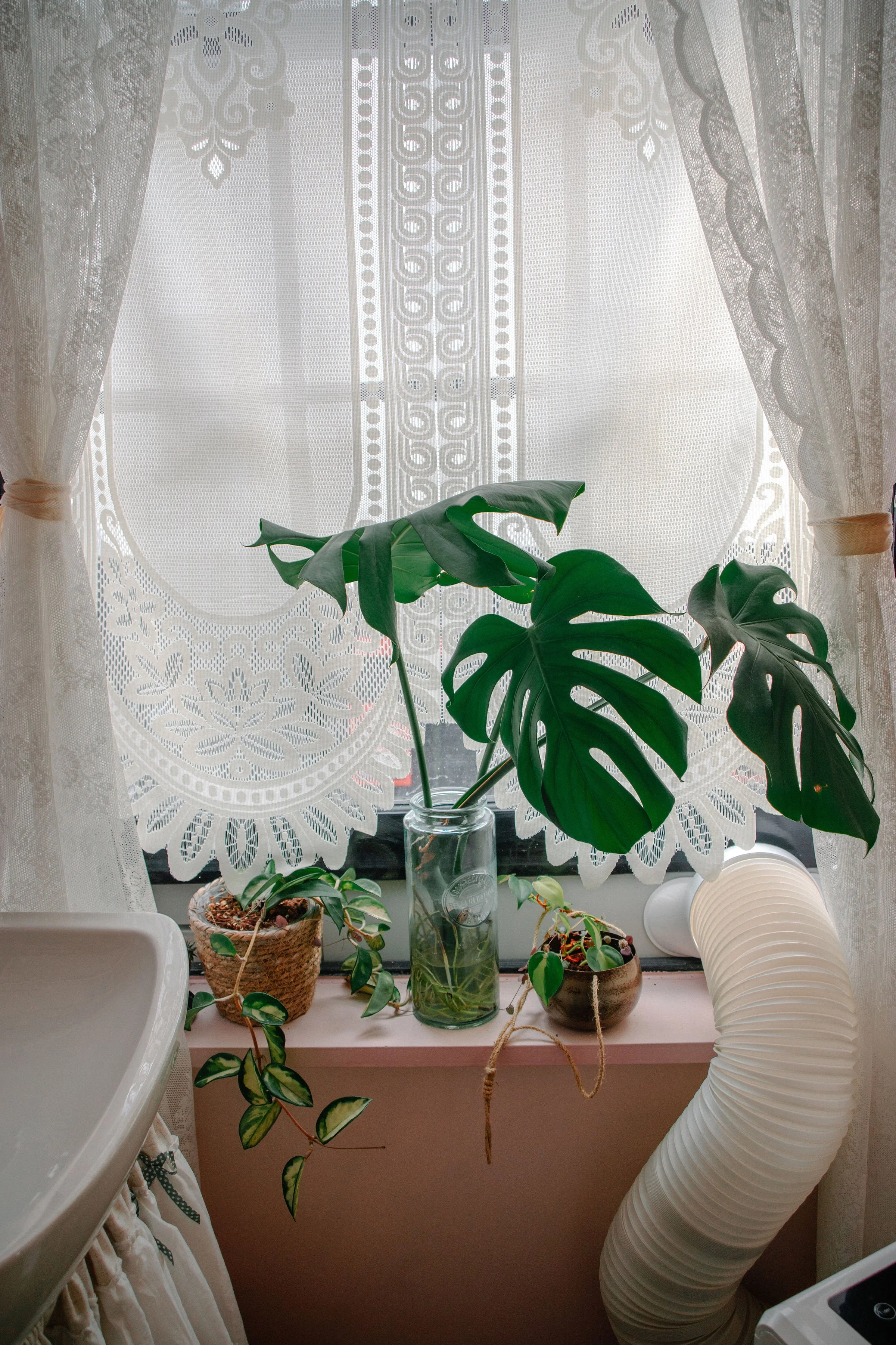 Indoor display of potted plants on a window sill in front of a lace curtain. The central plant is a monstera with large, split leaves in a glass jar. To the left, a smaller plant in a woven pot. To the right, a vine in a round pot. A flexible white hose is on the right side, near the window.
