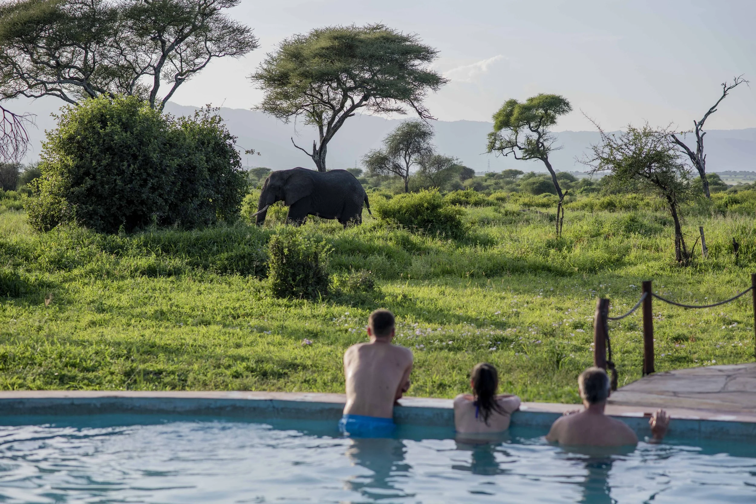 Tarangire Simba - Guest -65.jpg