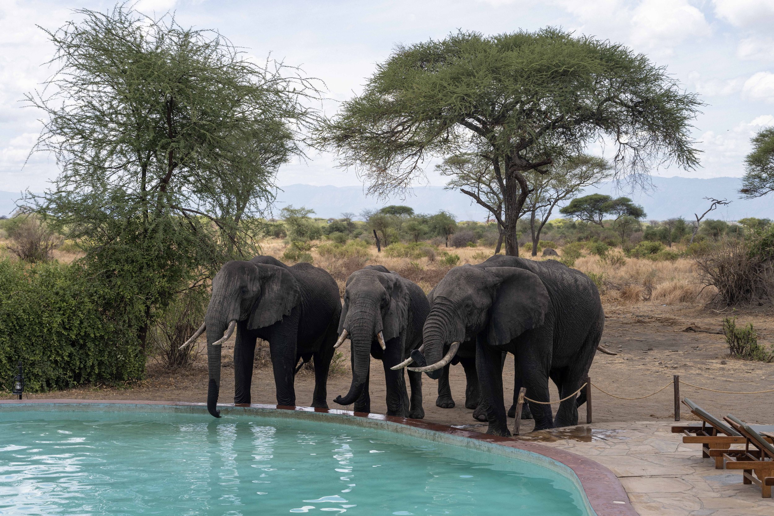 Group of elephants near a pool in a savanna landscape with trees and mountains in the background.