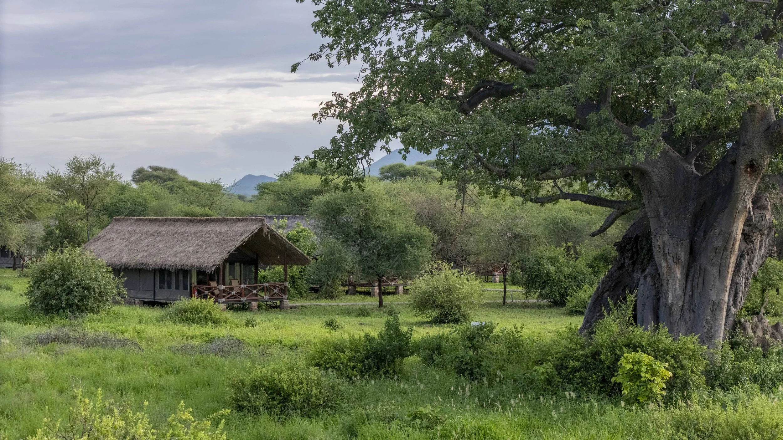 Tarangire Simba - Ariel -2.jpg