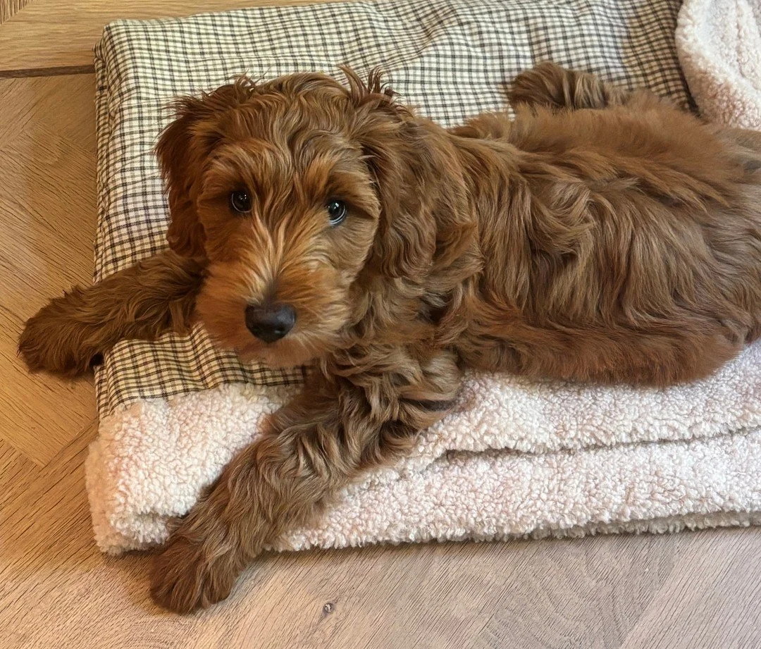Mag ik jullie voorstellen aan onze nieuwste collega... Ollie. 🤎
Voorlopig vooral verantwoordelijk voor knuffels, gezelligheid en het testen van de zachtste plekjes in huis.

Welkom bij Studio Roxan.

#officepuppy #kantoorhond #puppy #labradoodle #do