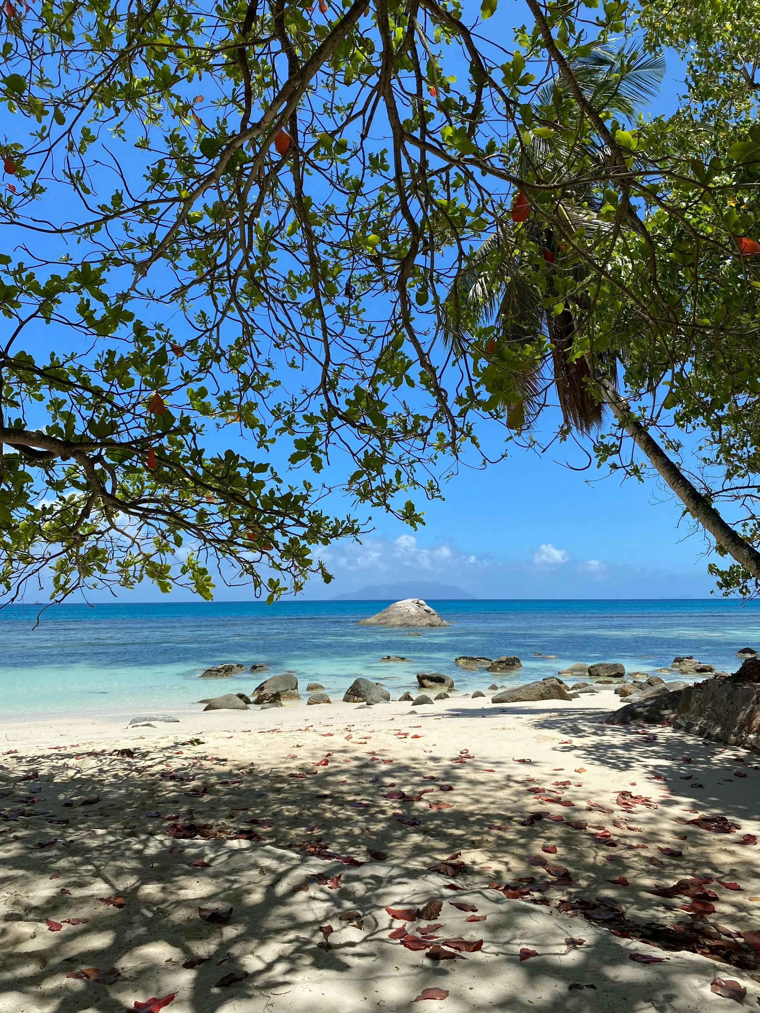 Tropical beach with white sand, scattered leaves, rocks in shallow water, turquoise ocean, blue sky with clouds, and greenery from overhanging trees.