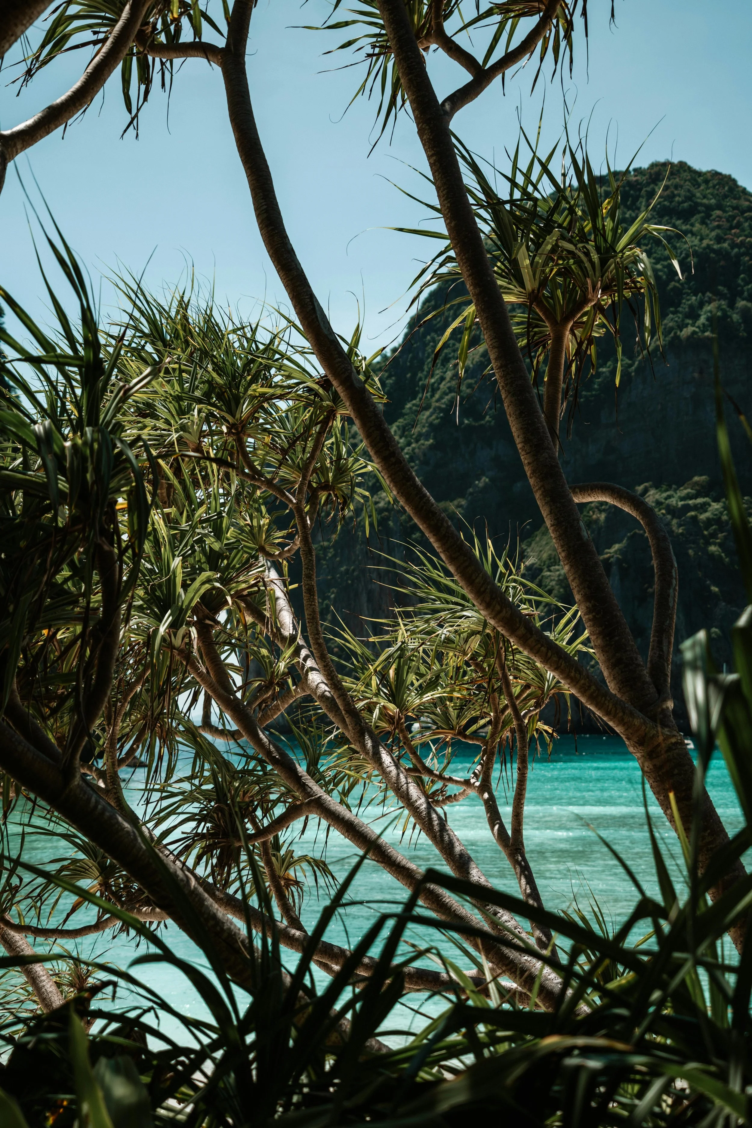 Tropical landscape with dense trees in the foreground, turquoise water, and mountains in the background under a clear blue sky.