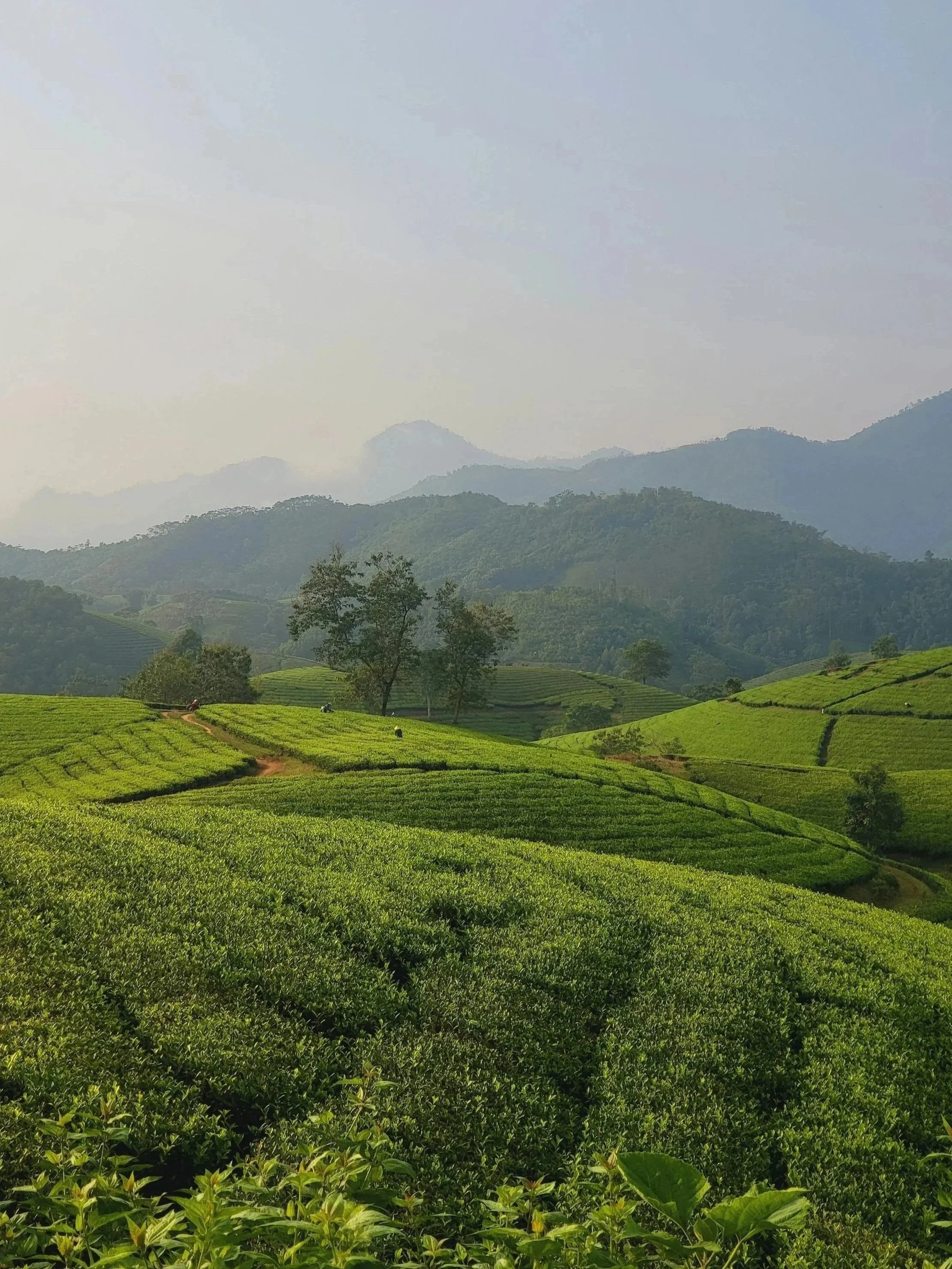 Green rolling hills with tea plantations in a rural landscape, trees, and mountains in the background under a hazy sky.