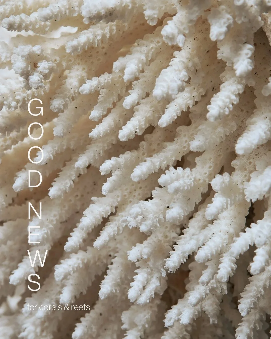 Good news for corals &amp; reefs 🤍

These underwater cities are full of life and wonder. But in recent years, headlines about reefs have mostly carried heavy news: bleaching, warming seas, and loss. 

So today, let&rsquo;s celebrate some bright spar