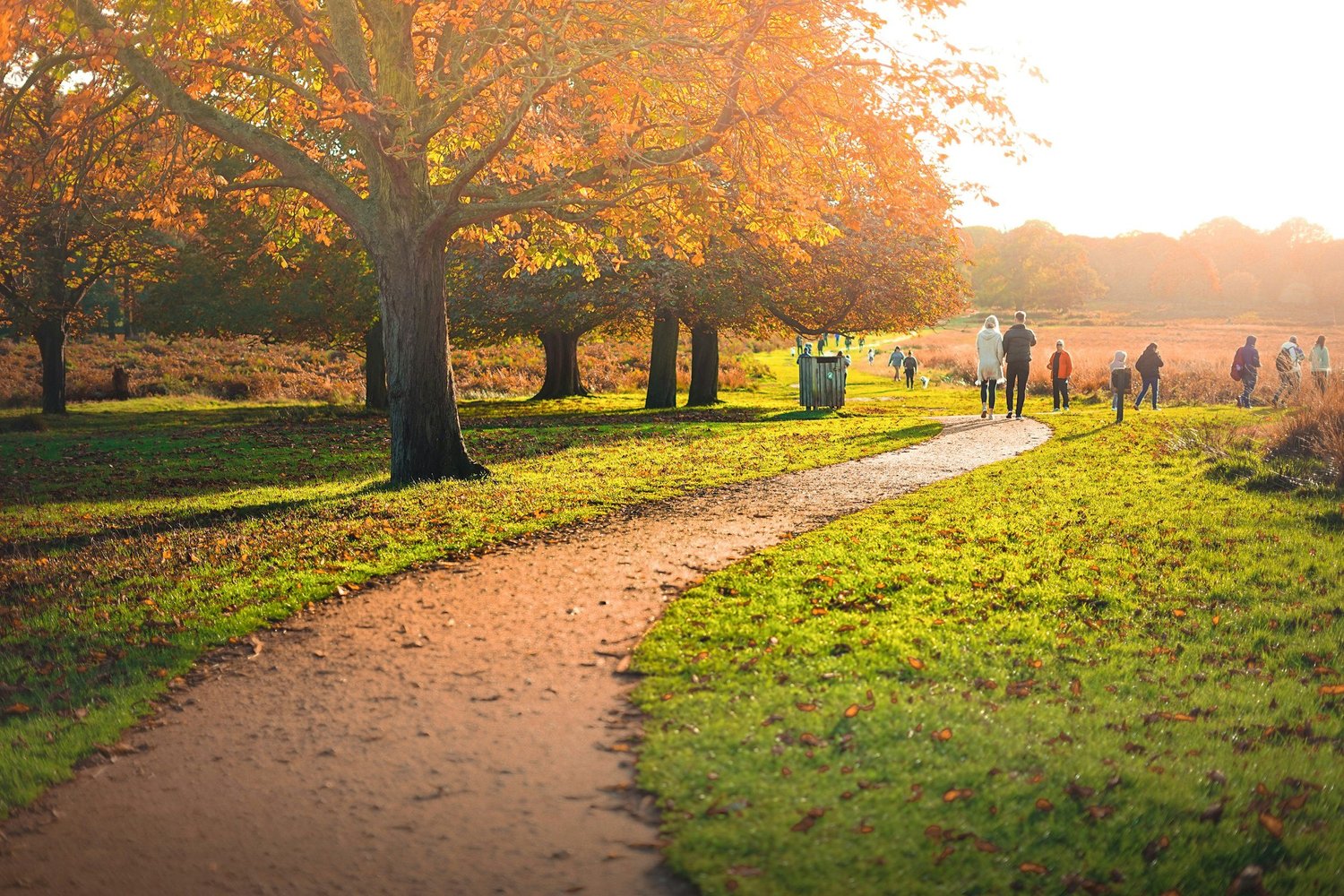 Open landscape and parkland in Richmond Park, Richmond upon
Thames