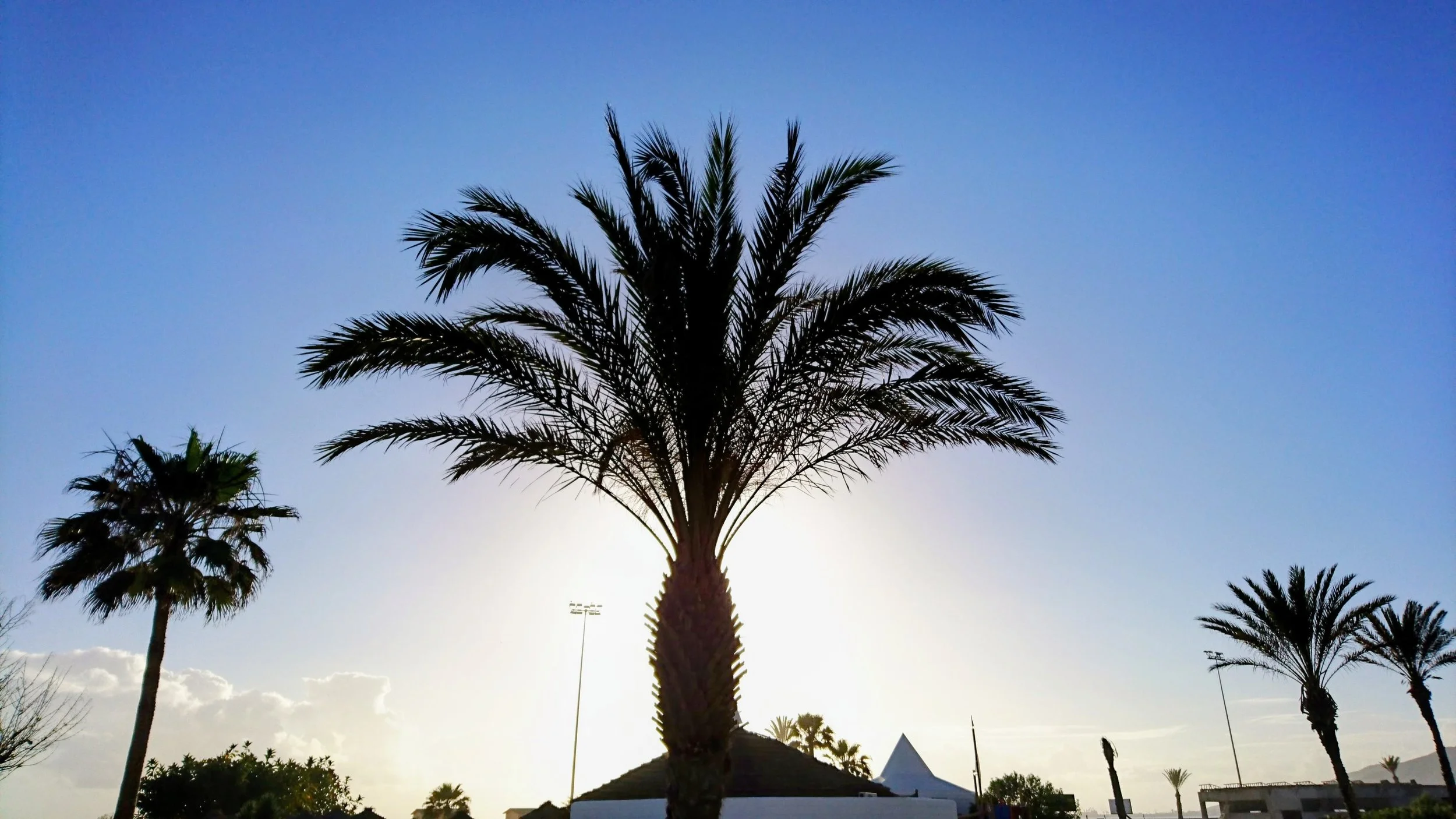 Silhouetted palm trees against a bright sunset sky at a coastal resort, capturing a tropical and relaxing atmosphere ideal for travel, vacation, and beach destination websites