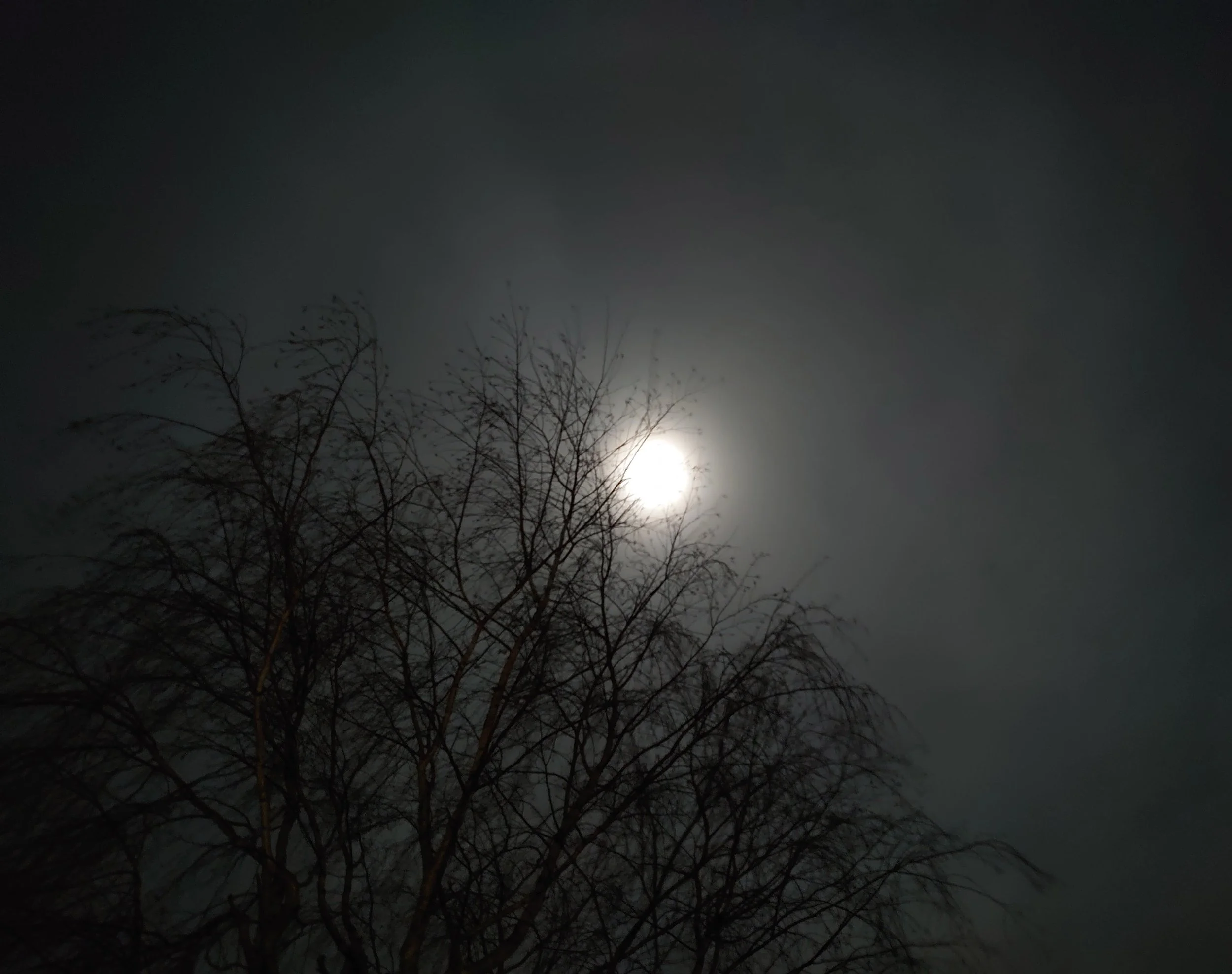 Night sky with a glowing full moon diffused by thin cloud, casting light over a silhouetted bare tree—an atmospheric low-light nature scene capturing calm night-time weather conditions.