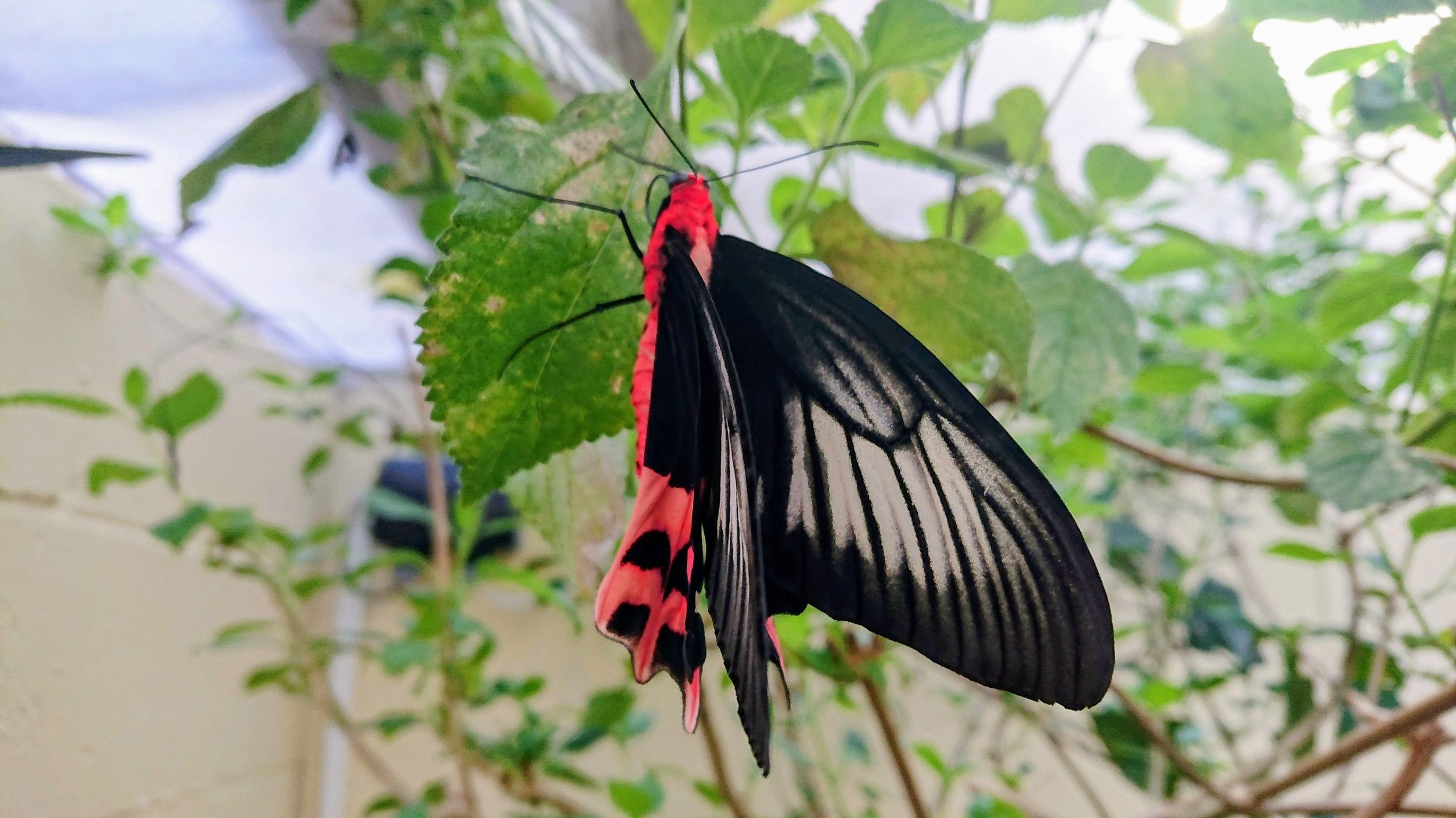 A butterfly with black wings and red spots resting on green leaves.