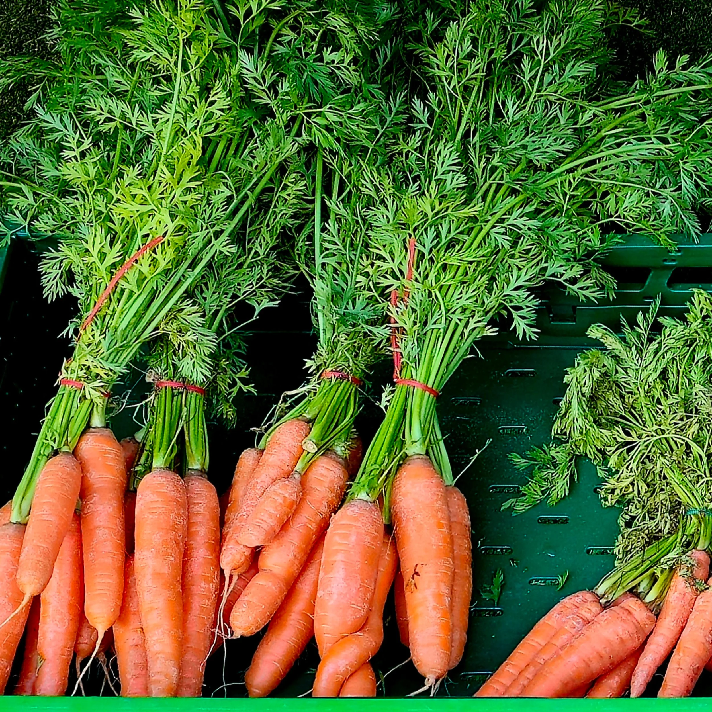 Bundles of freshly pulled carrots, their greens alive with colour and vitality. This detailed shot captures the textures of soil and stem, illustrating the craftsmanship of local growers. A perfect expression of farm-to-table authenticity—vivid, tact