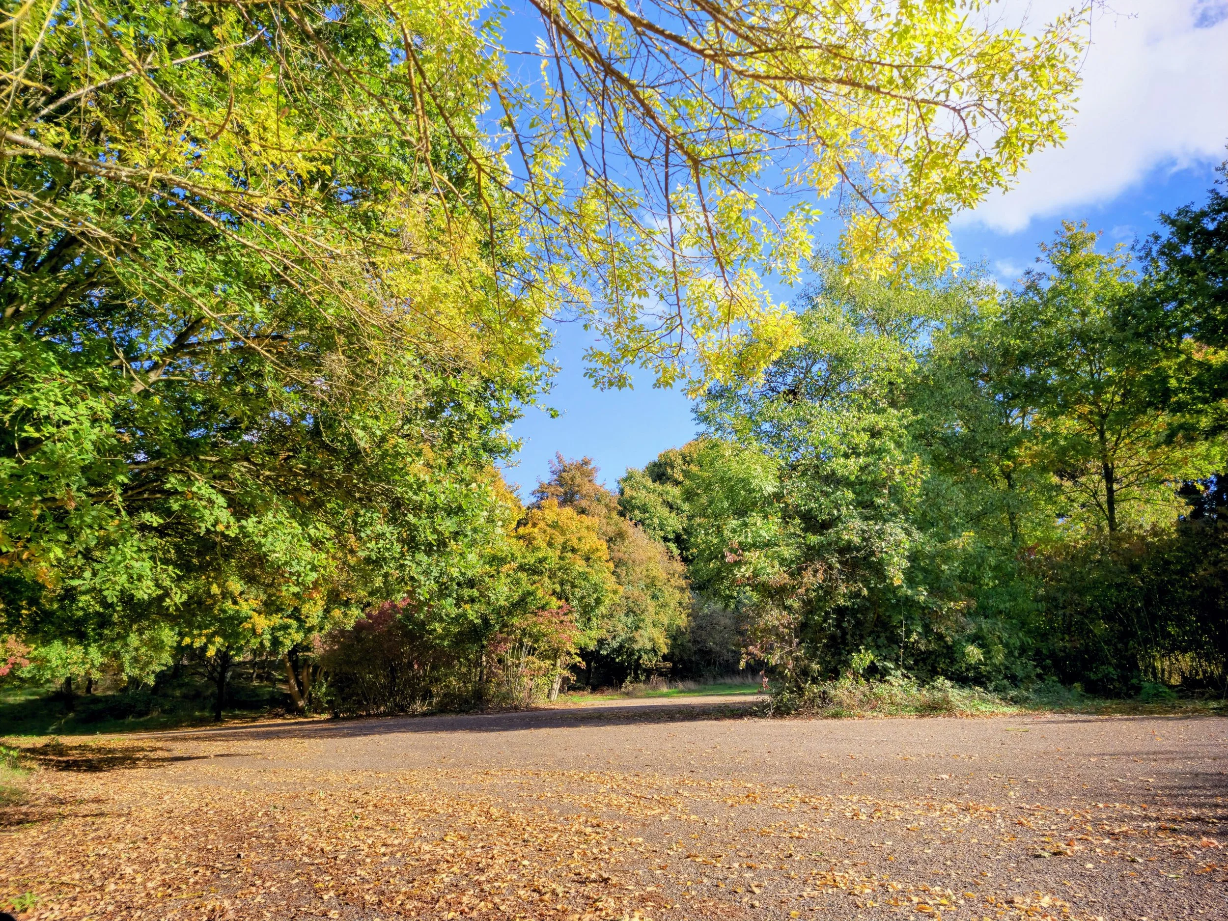 Sunny woodland clearing with autumn leaves scattered across the ground, surrounded by lush green and golden trees under a bright blue sky—ideal for nature walks, outdoor recreation, and forest landscape websites.