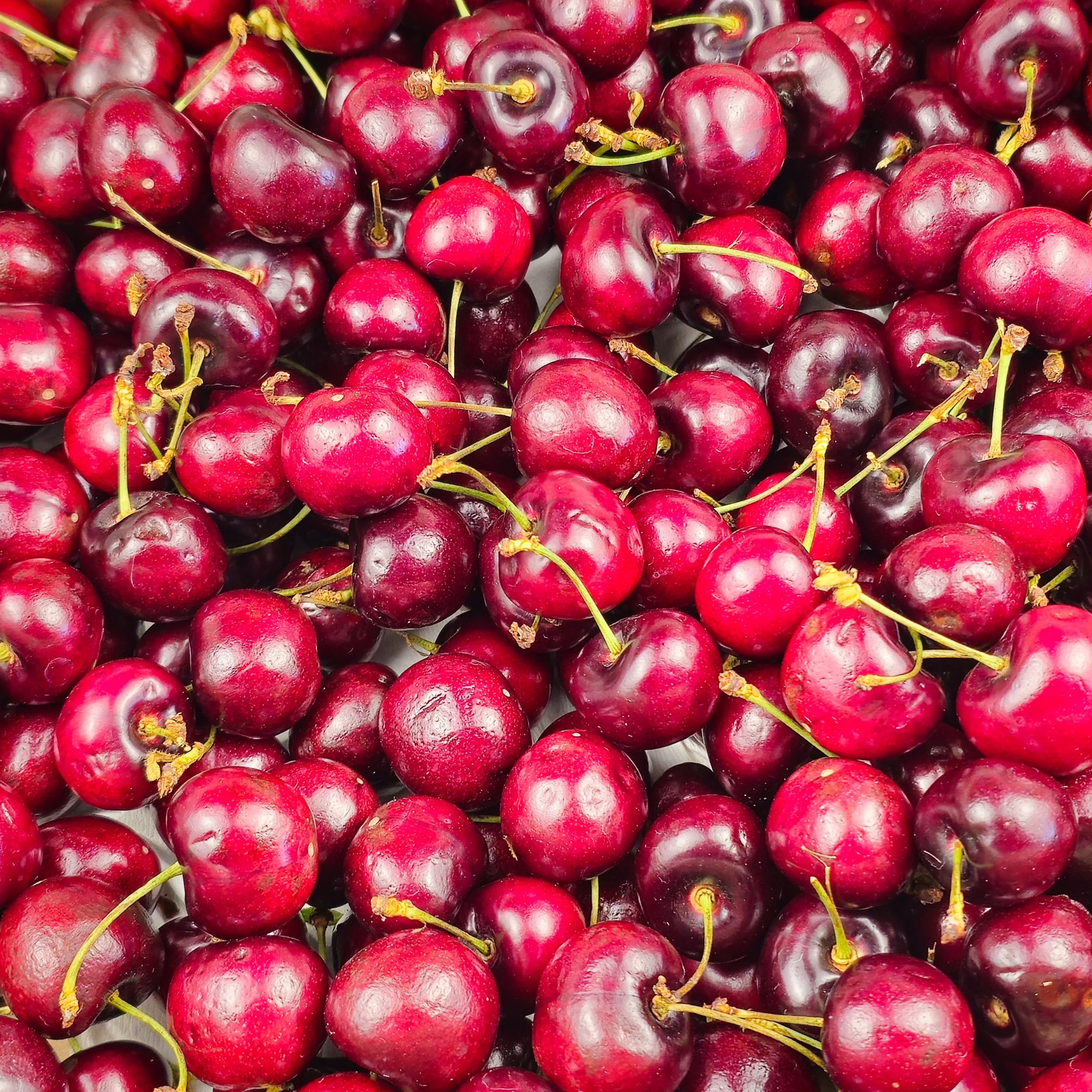 A close-up study of ripe red cherries bursting with natural colour and shine. This image celebrates the vivid tones and tactile richness of farm-fresh fruit, evoking summer abundance and the joy of local harvests. Each cherry’s surface catches the li