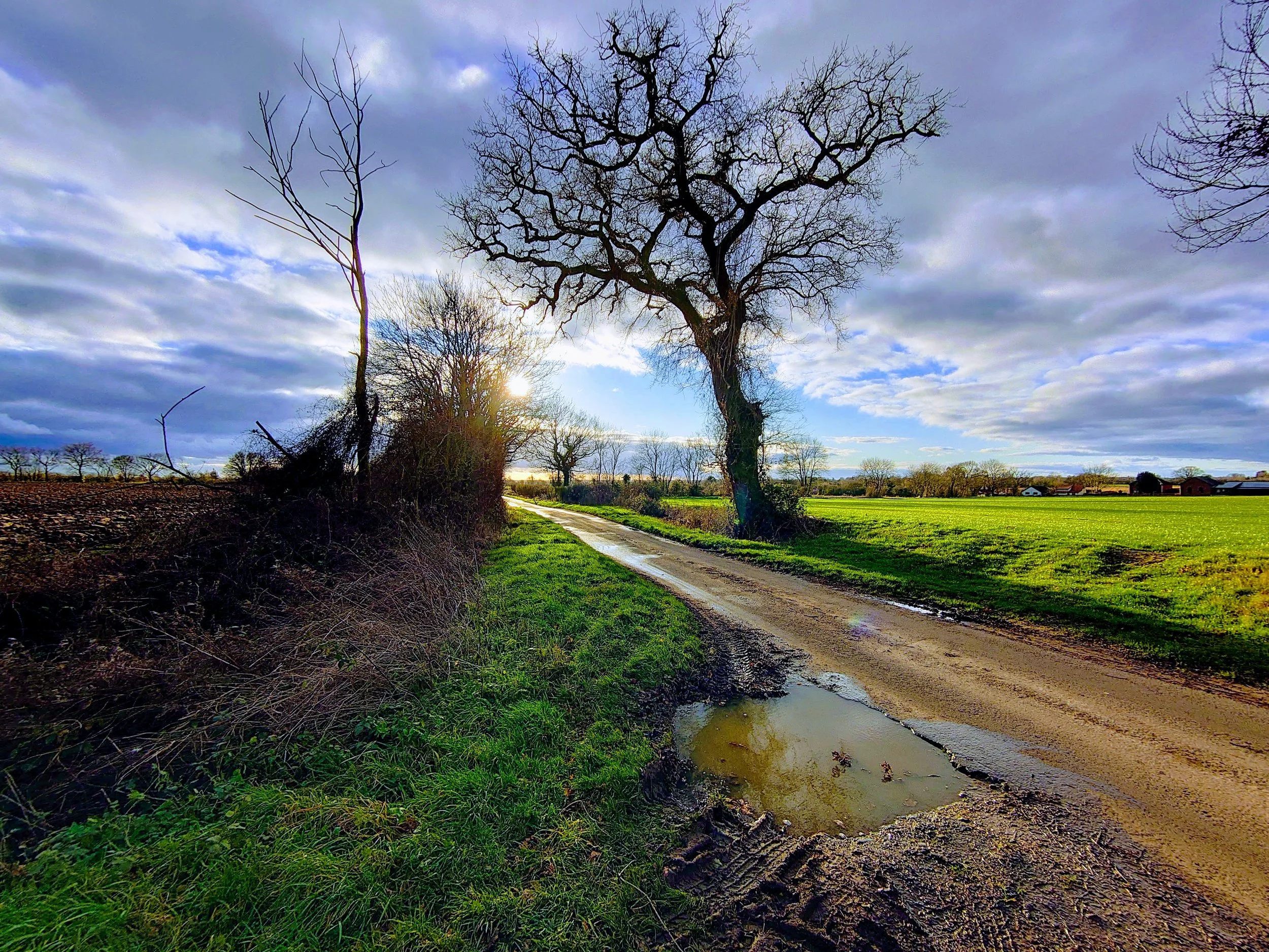 Rural country lane with a muddy puddle winding through open green fields at sunrise, framed by dramatic clouds and a bare winter tree—peaceful countryside landscape ideal for nature, farming, and outdoor scenery content.