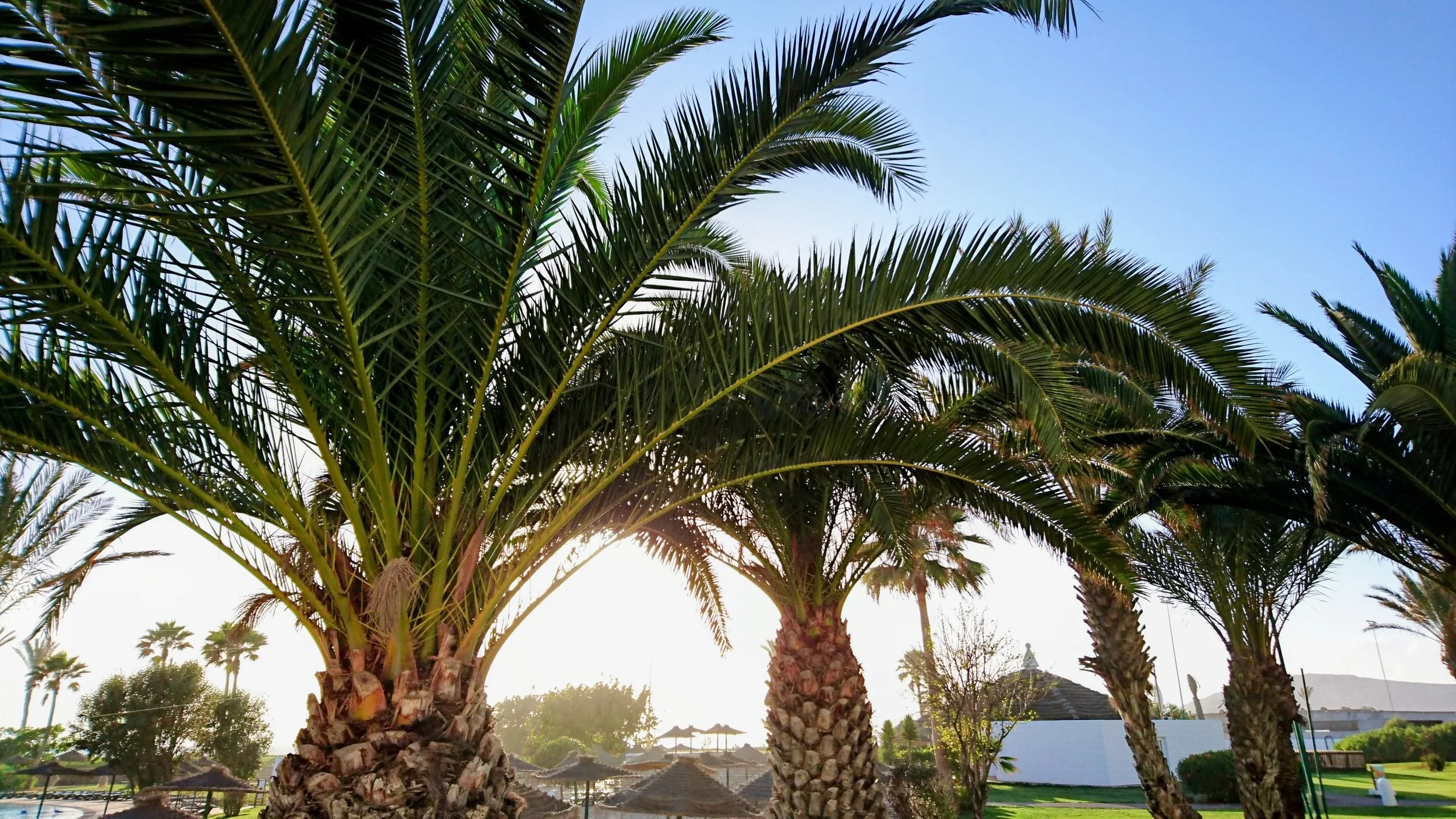 Multiple palm trees in a sunny outdoor setting, with straw sunshades and a structure with a shingled roof in the background.