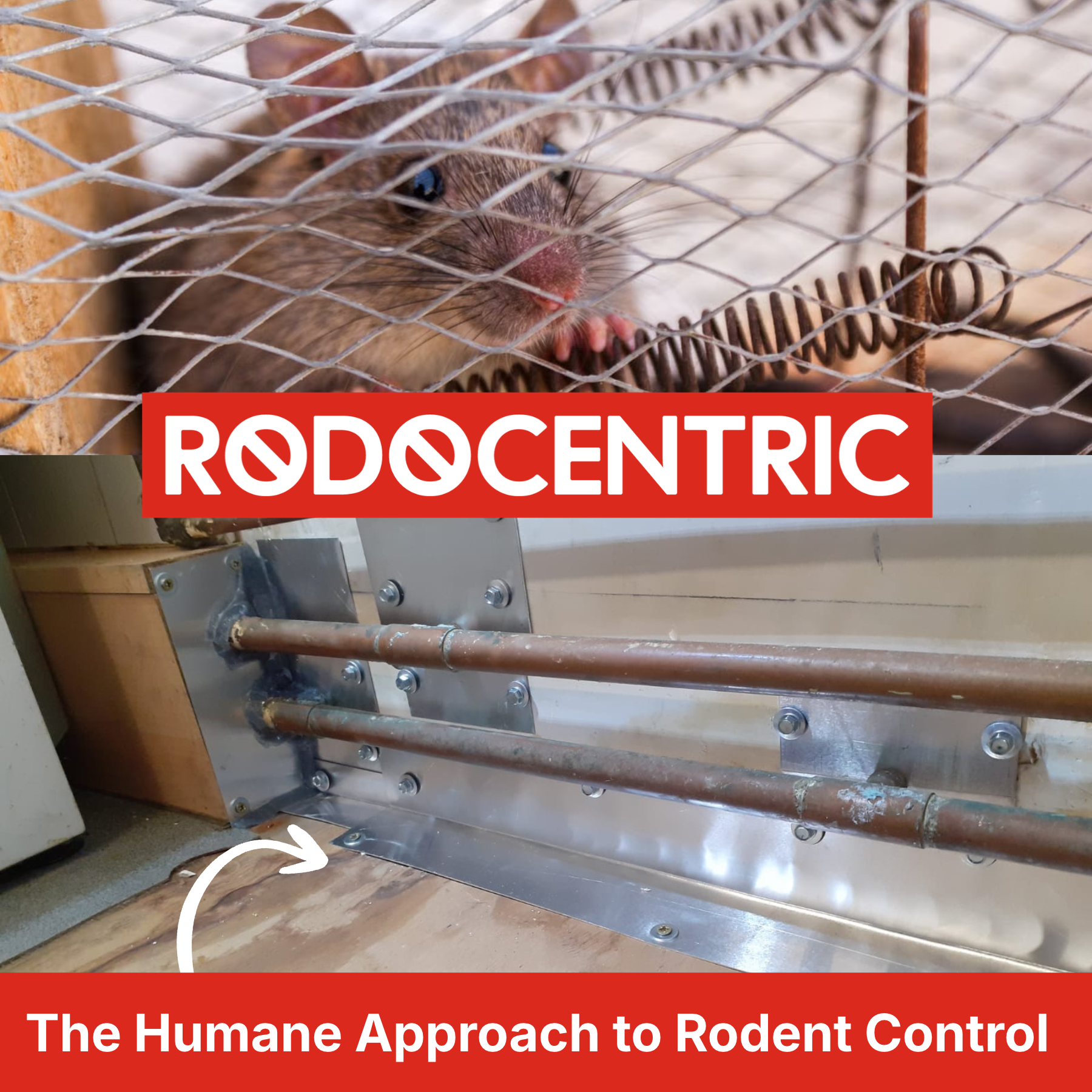 Why proofing beats poison: the humane approach to rodent control