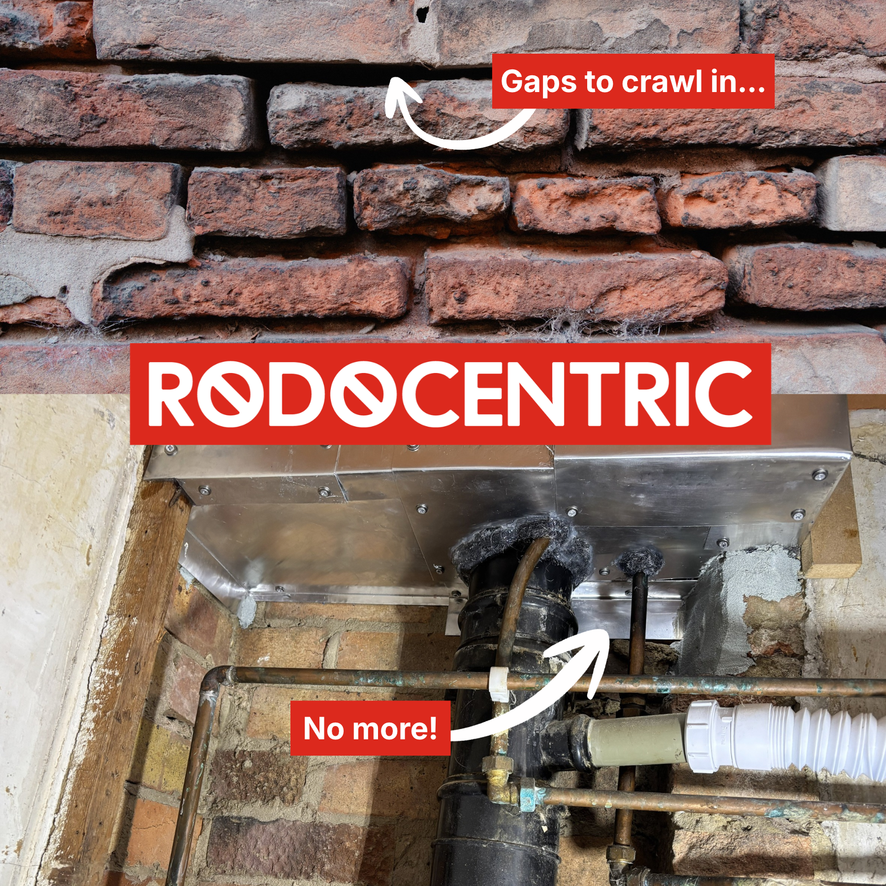 Autumn and winter: why rodents move indoors and how to prepare your home