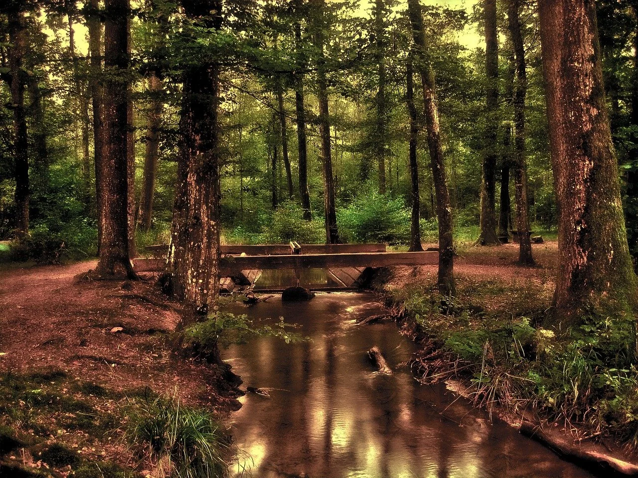 Foresta con un ruscello che scorre e un piccolo ponte di legno sopra il corso d'acqua.
