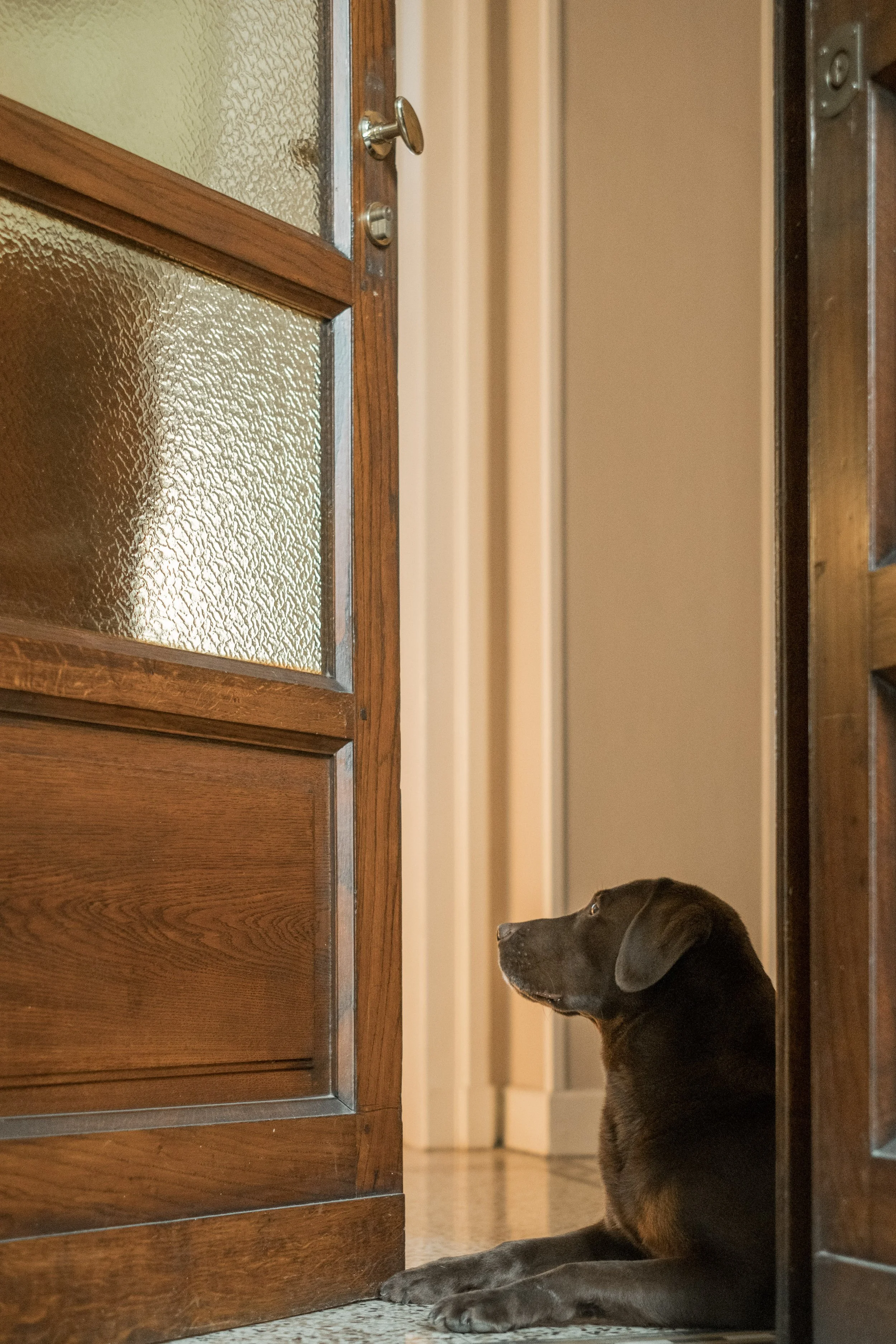 Un cucciolo di cane nero adagiato sul pavimento tra due porte di legno, una delle quali con vetri opachi.