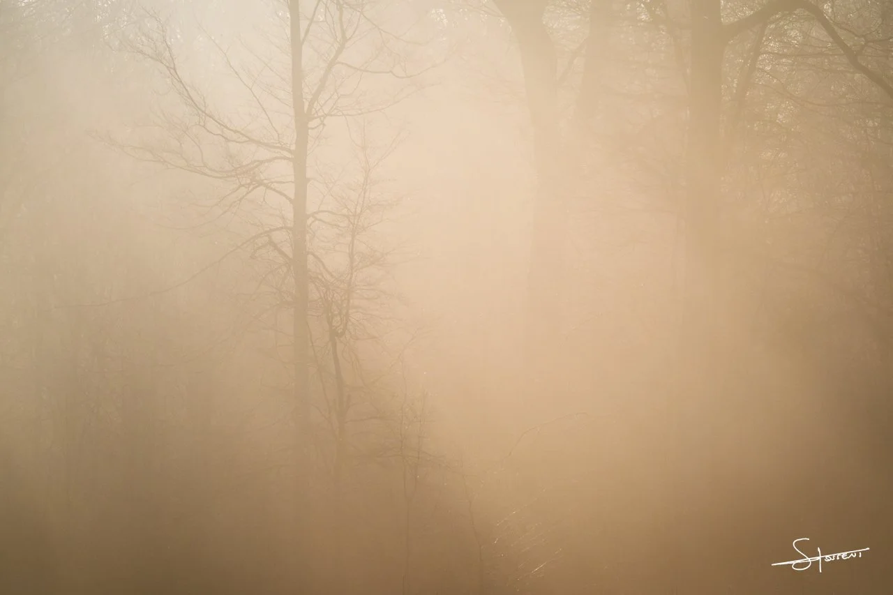 Ardennes, Belgique. #114