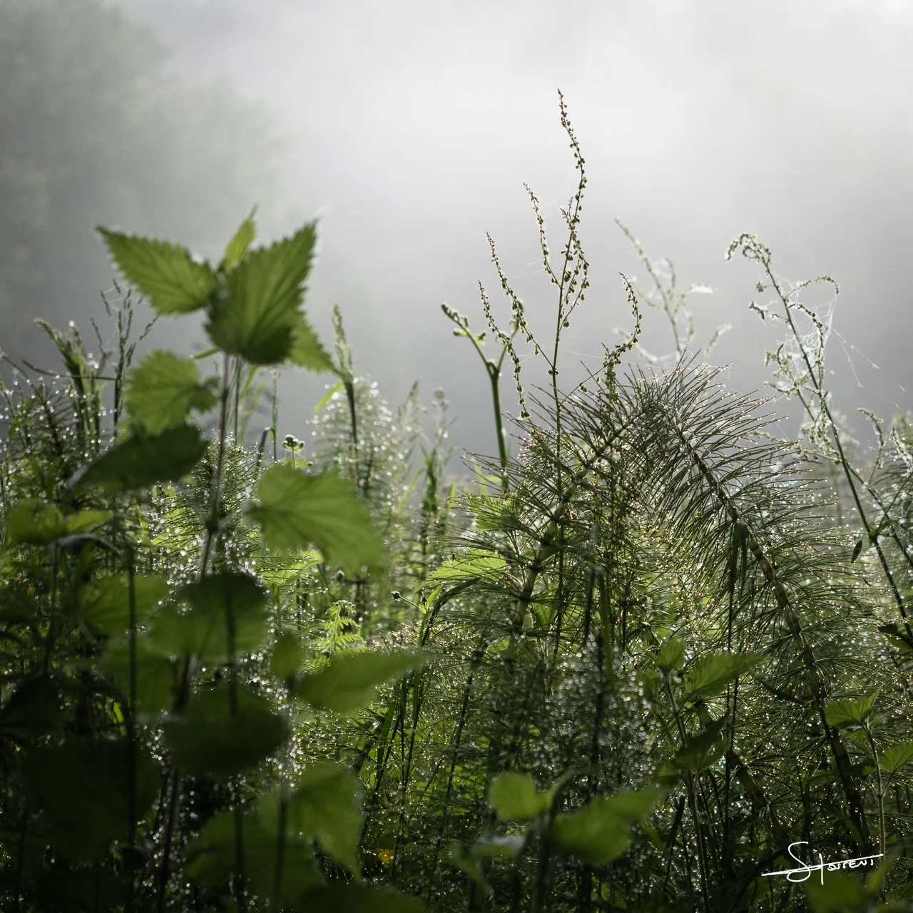 Galice, Espagne. #113