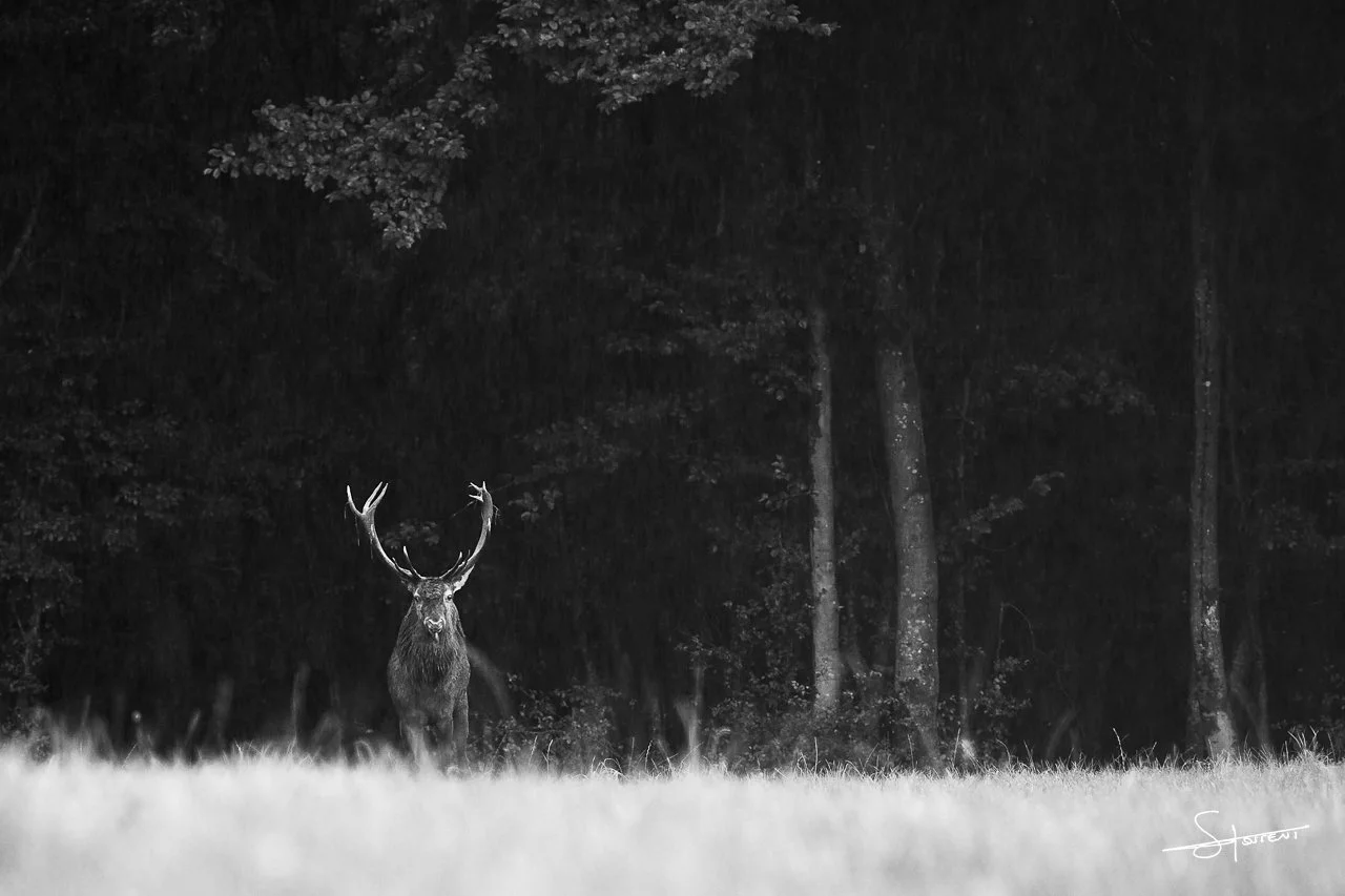 Ardennes, Belgique. #312