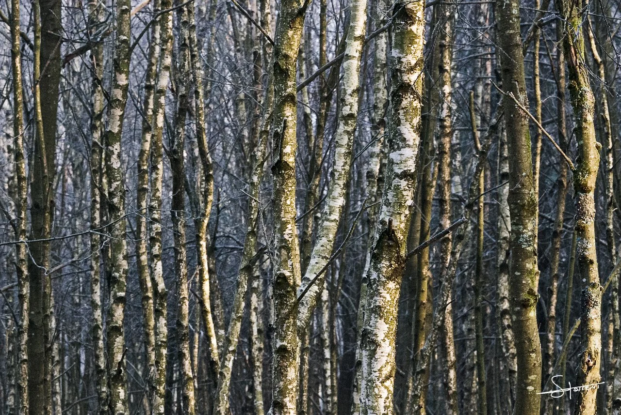 Ardennes, France. #101