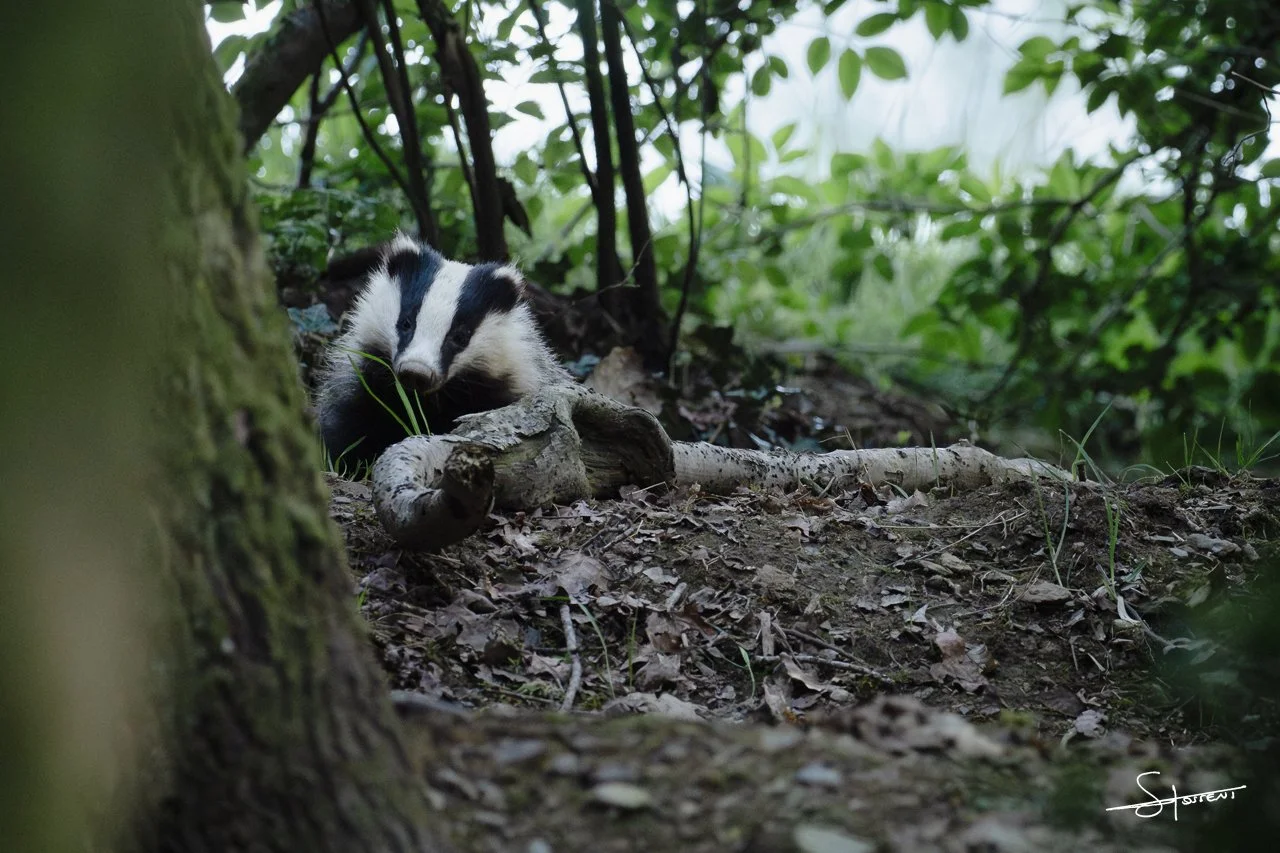 Blaireau européen, Belgique. #220