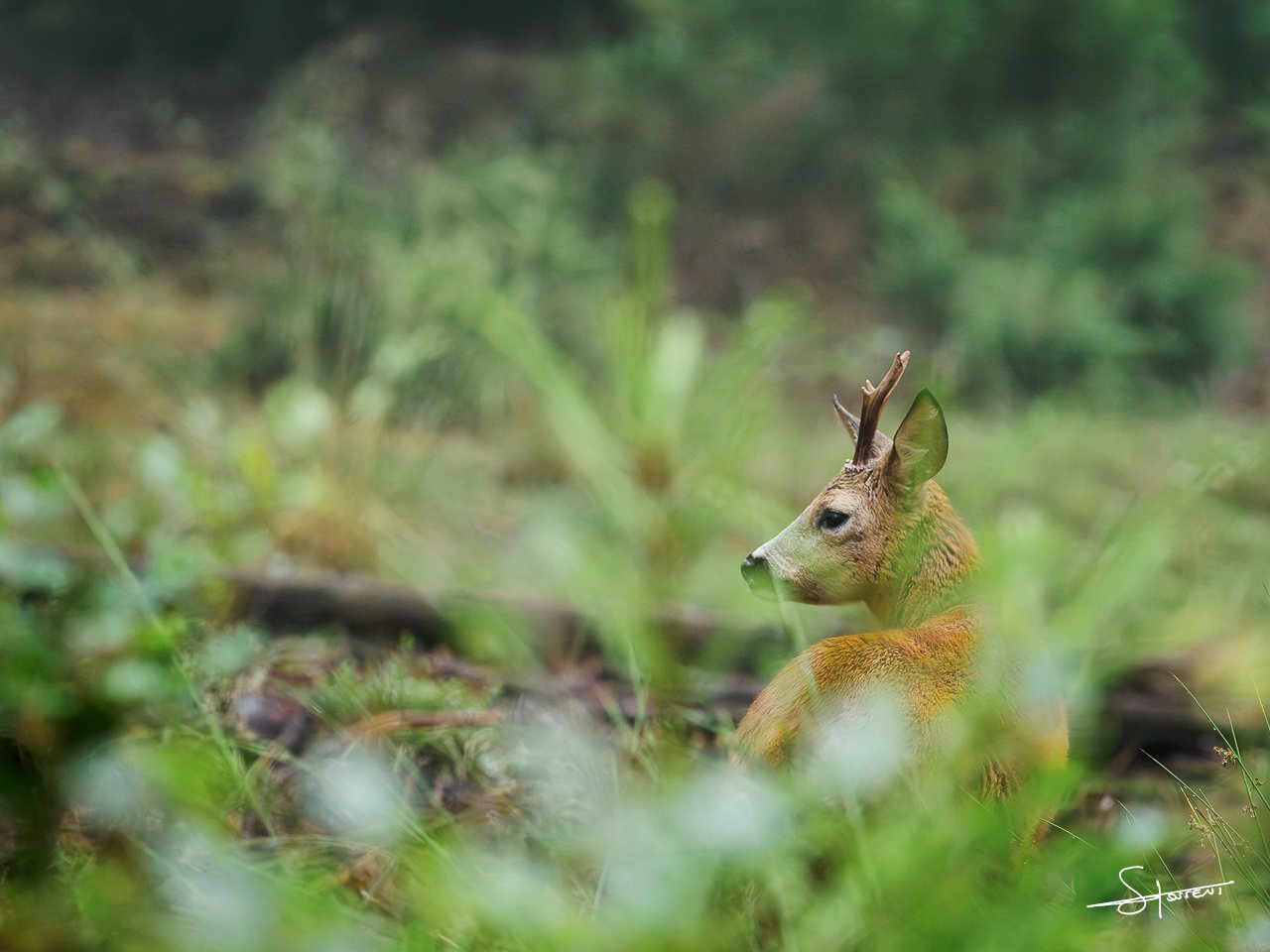 Chevreuil, Belgique. #216