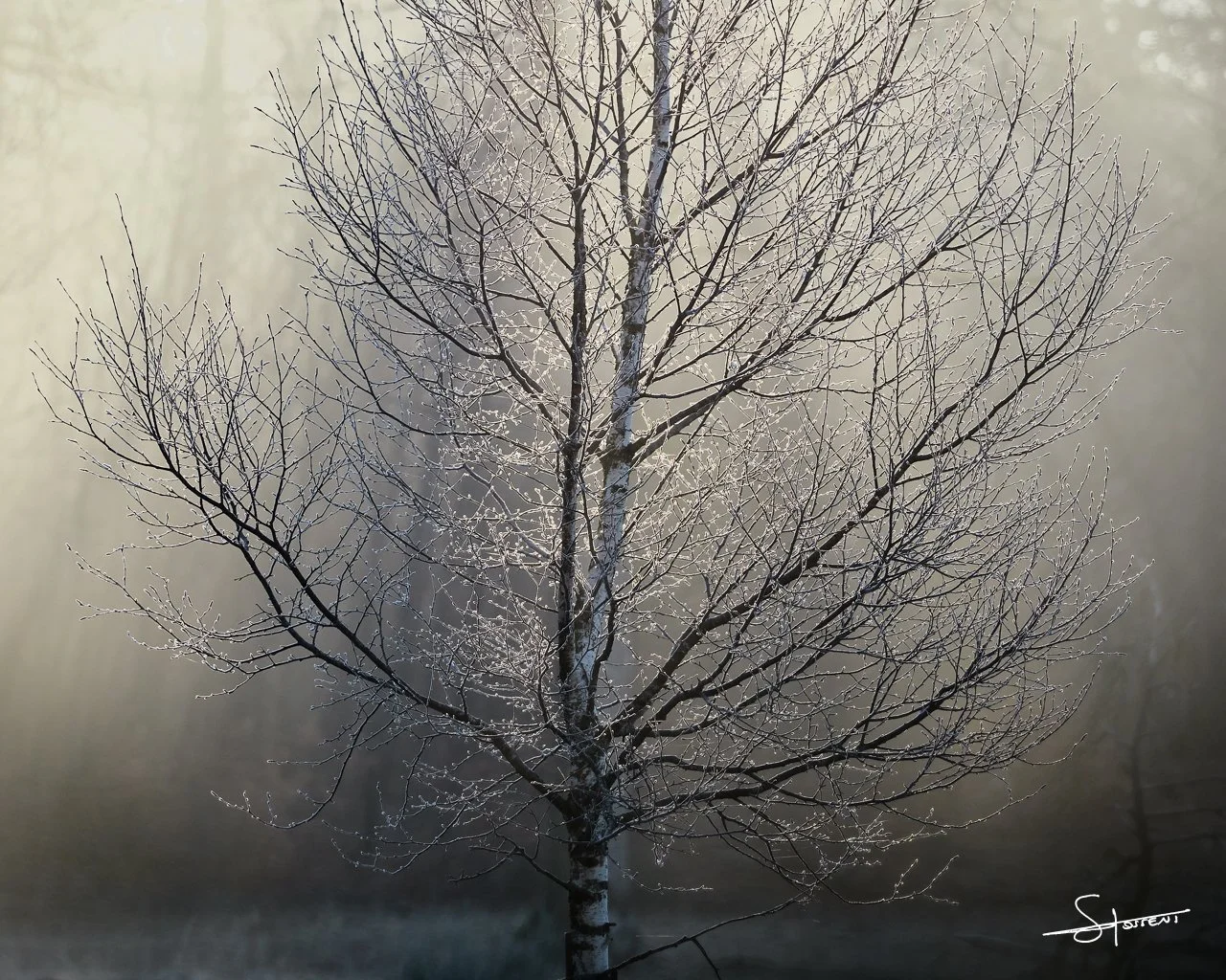 Ardennes, Belgique. #112