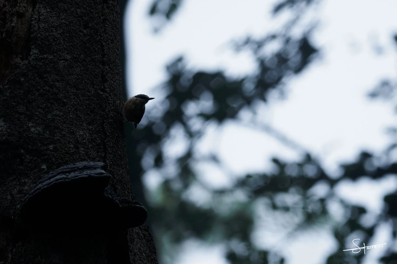 Sittelle torchepot, Belgique. #225