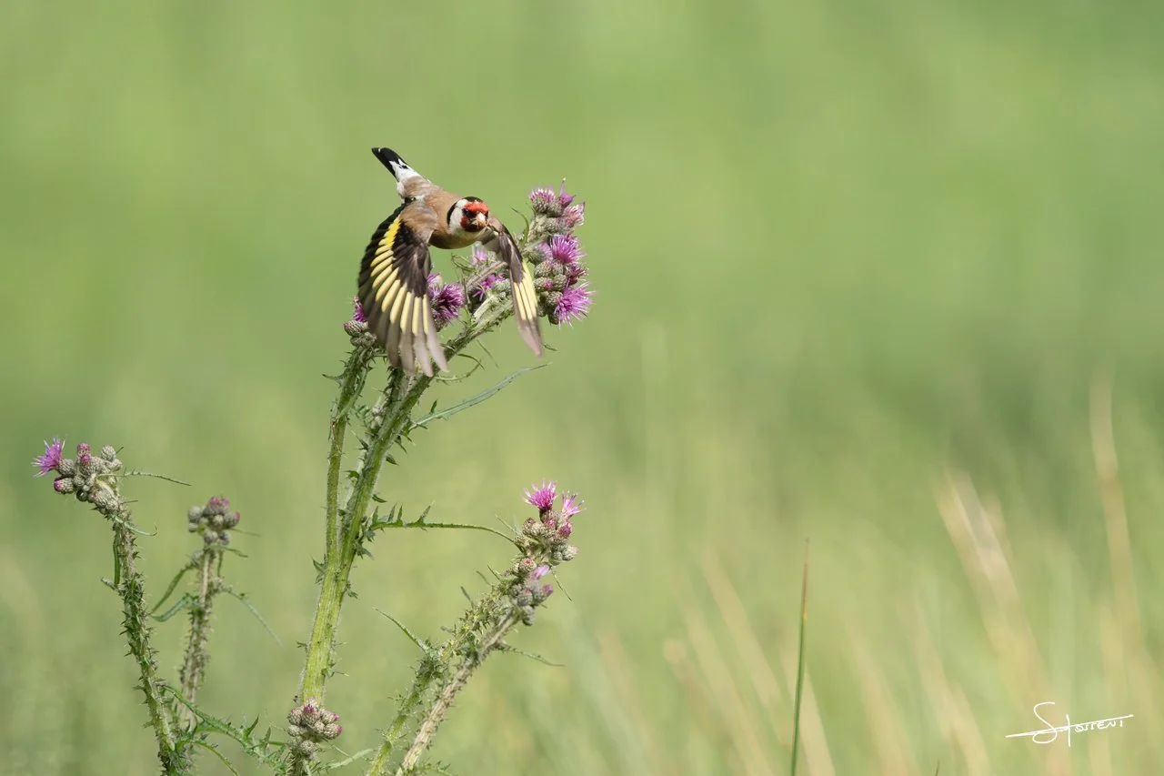 Chardonneret élégant, Belgique. #209