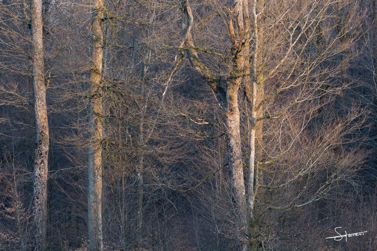 Ardennes, Belgique. #111