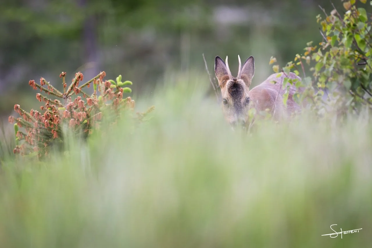 Chevreuil, Belgique. #208