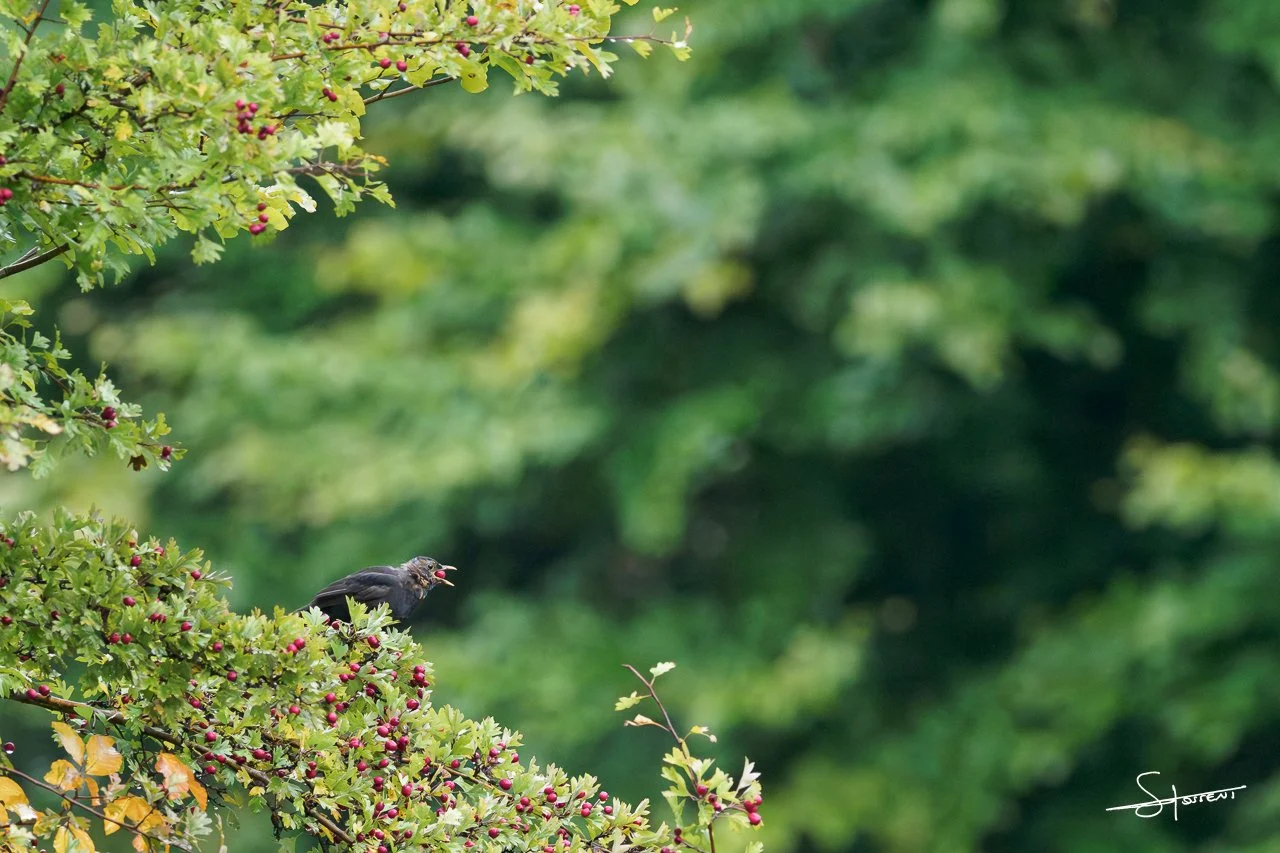 Merle noir, Belgique. #210
