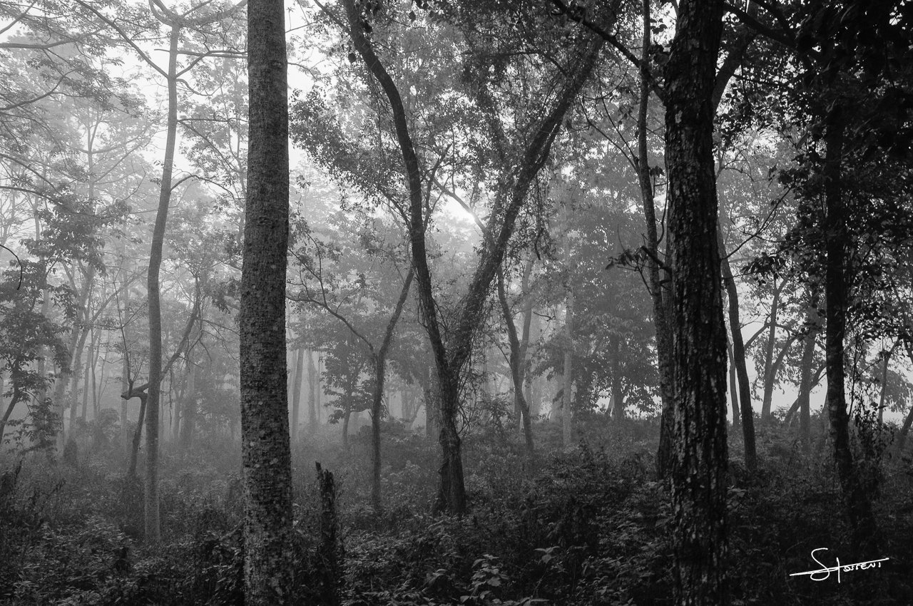 Chitwan National Park, Népal. #301