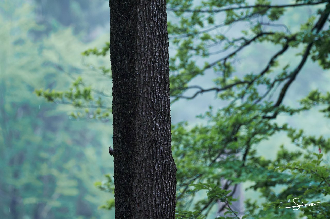 Troglodyte mignon, Belgique. #221