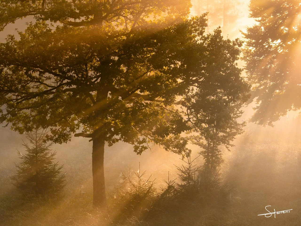 Ardennes, Belgique. #116