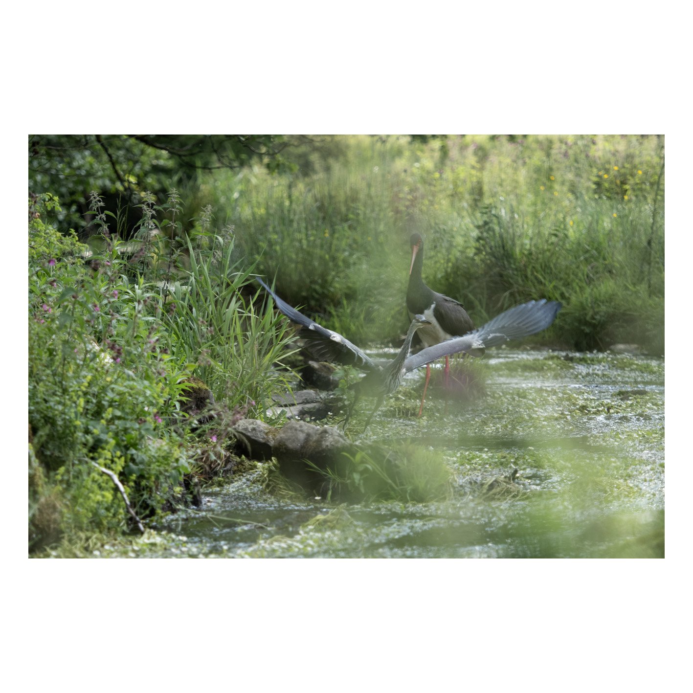 Galerie_Cigogne-24.jpg