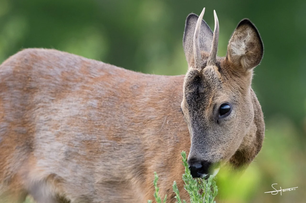 Chevreuil, Belgique. #218