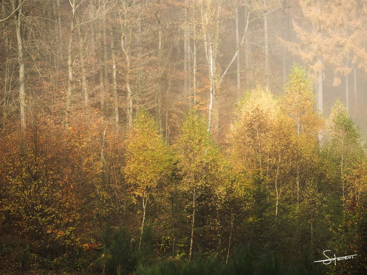 Ardennes, Belgique. #110