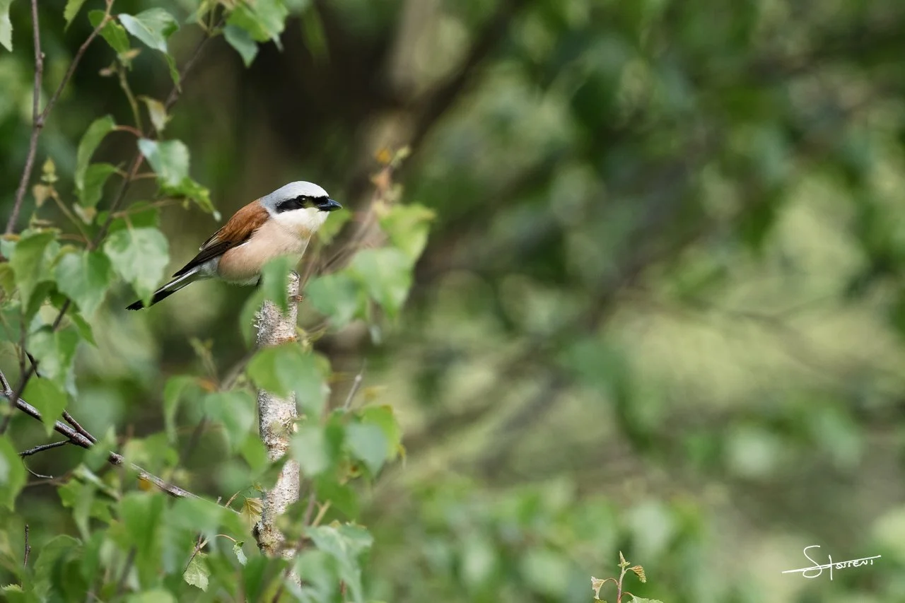 Pie-grièche écorcheur, Belgique. #215