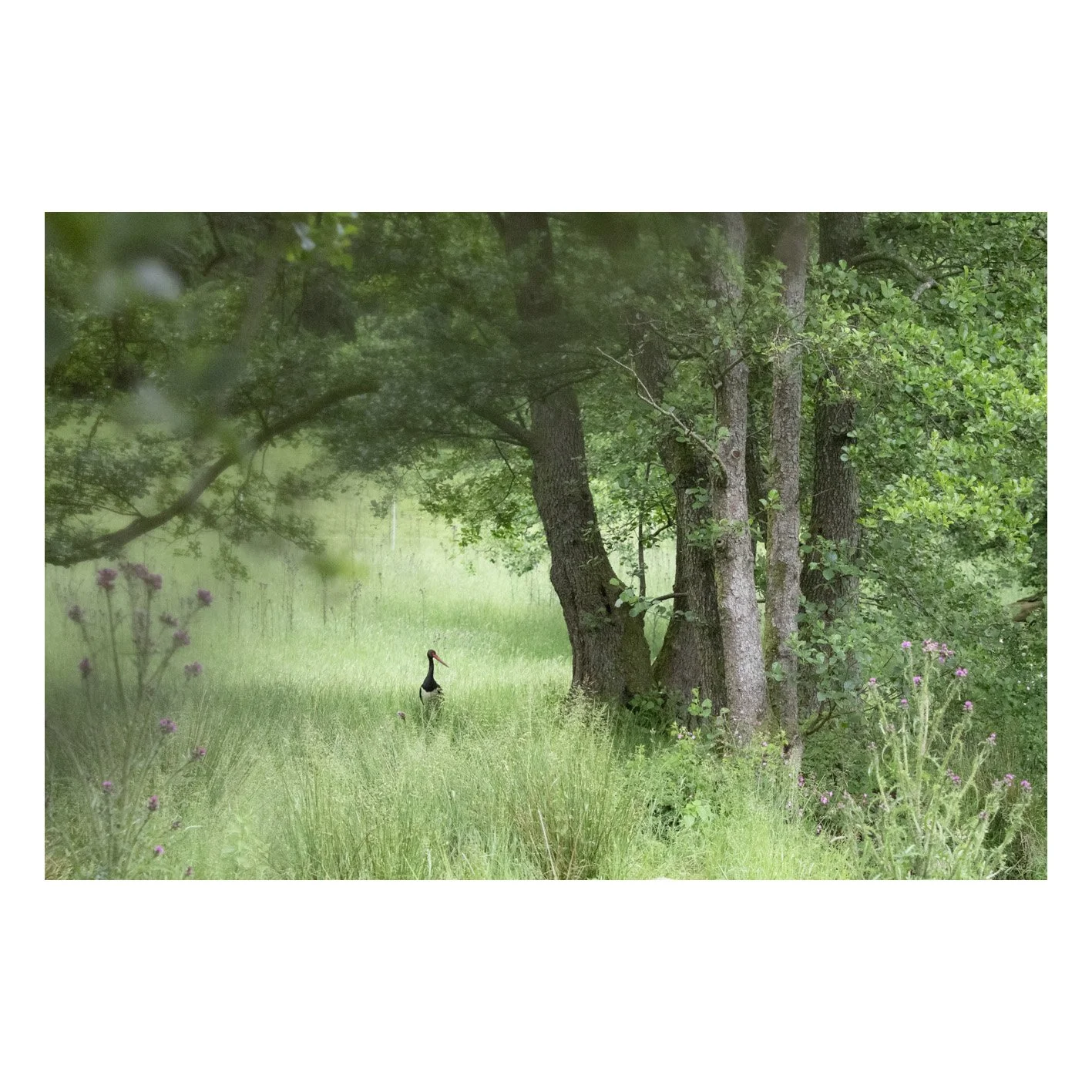 Galerie_Cigogne-22.jpg