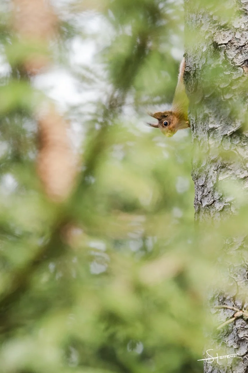 Écureuil roux, Belgique. #206