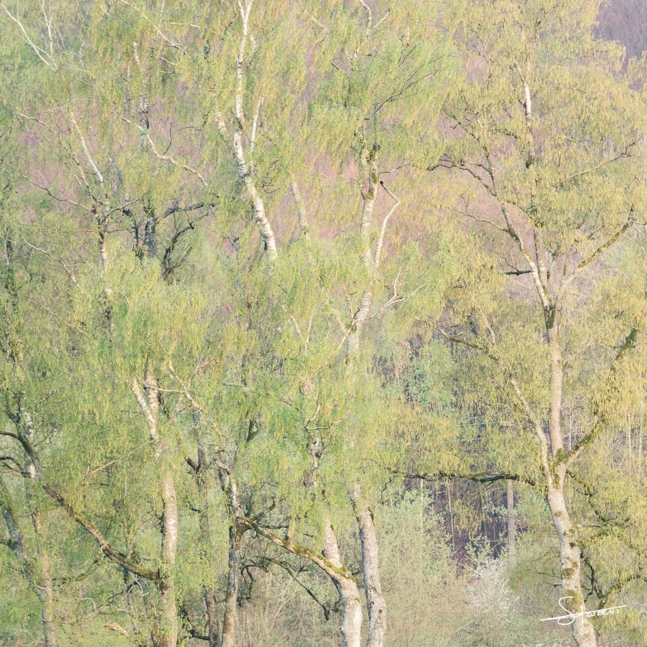 Ardennes, Belgique. #108