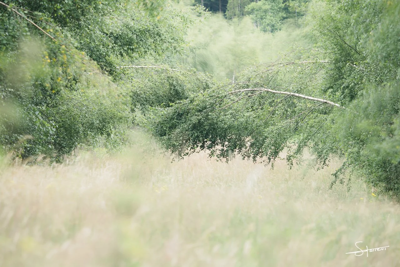 Ardennes, Belgique. #107
