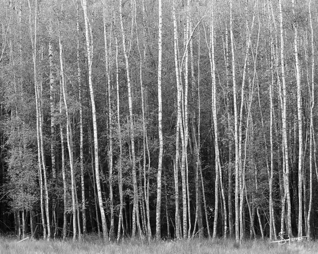 Ardennes, Belgique. #311